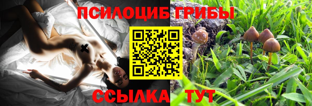 цена   Вход с VPN  Галлюциногенные грибы Cubensis  Чехов  Псилоцибиновые грибы Psilocybine cubensis 