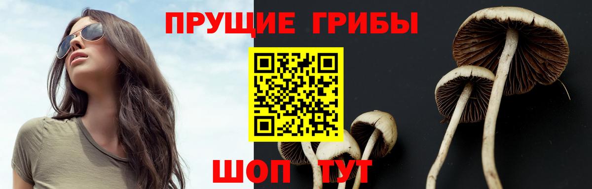 Псилоцибиновые грибы Psilocybe Чехов